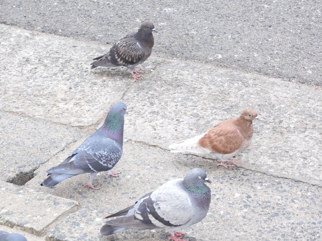 鳩です