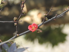 木瓜