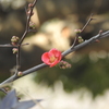 木瓜
