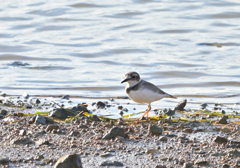 ハジロコチドリ？