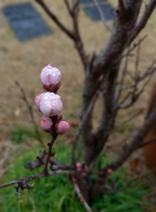 花桃