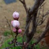 花桃