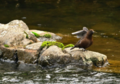 カワガラスのエンジェルポーズ