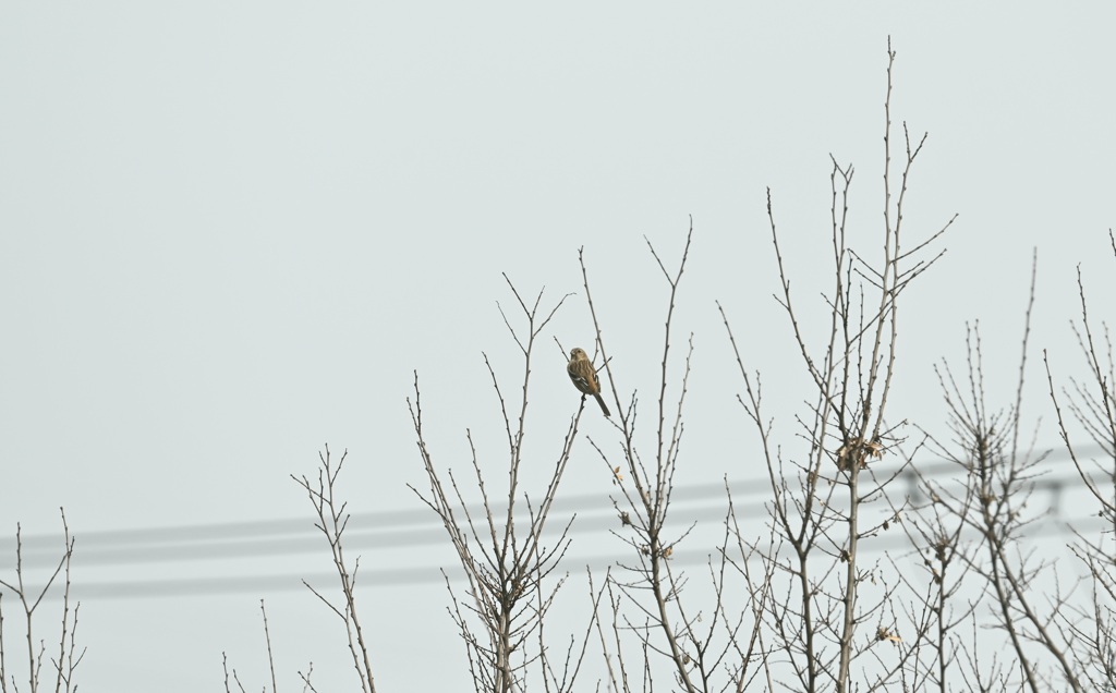 ベニマシコ メス