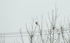 ベニマシコ メス