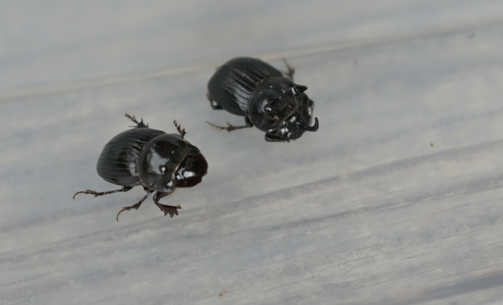 ダイコクコガネ