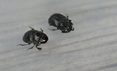 ダイコクコガネ