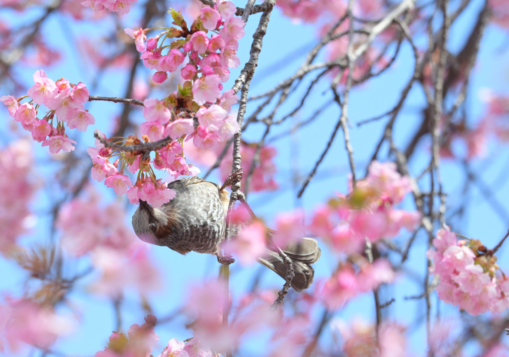 河津桜とひよどり