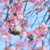 河津桜とひよどり