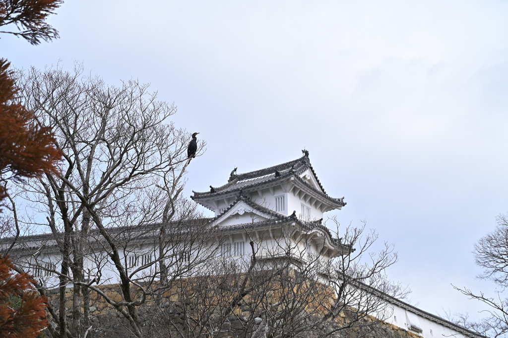 お城の川鵜