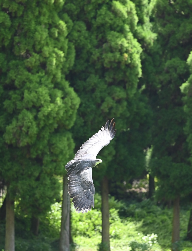 ブルーイーグル