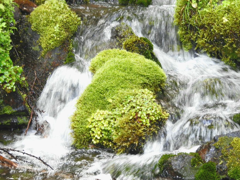 わき水