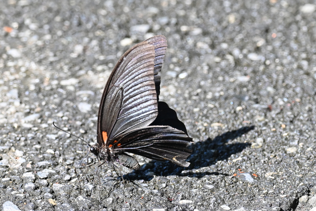 ナガサキアゲハ