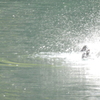 水鳥の水浴び