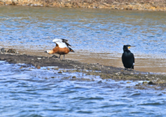 アカツクシガモ