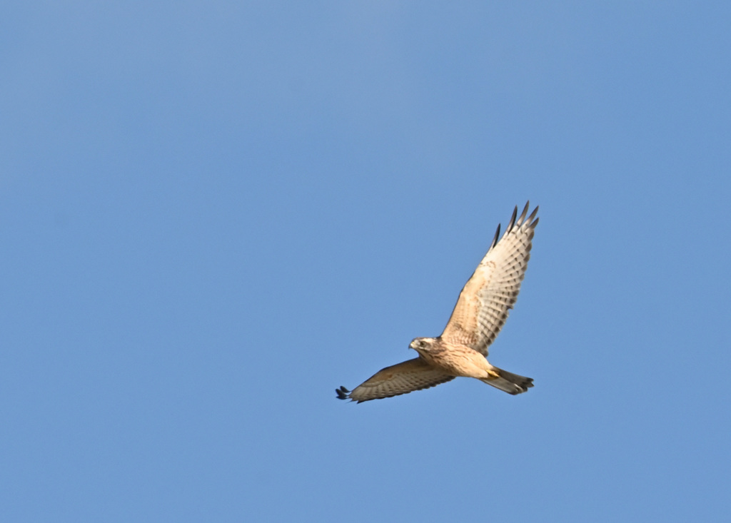 教えてください