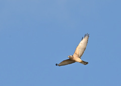 教えてください