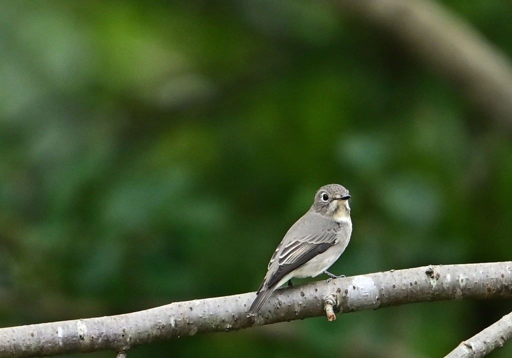 なにビタキさん？
