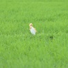 アマサギ三景