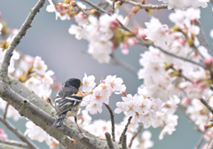 アトリの花らっぱ