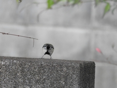 撮れた！と思ったら おしり〰️