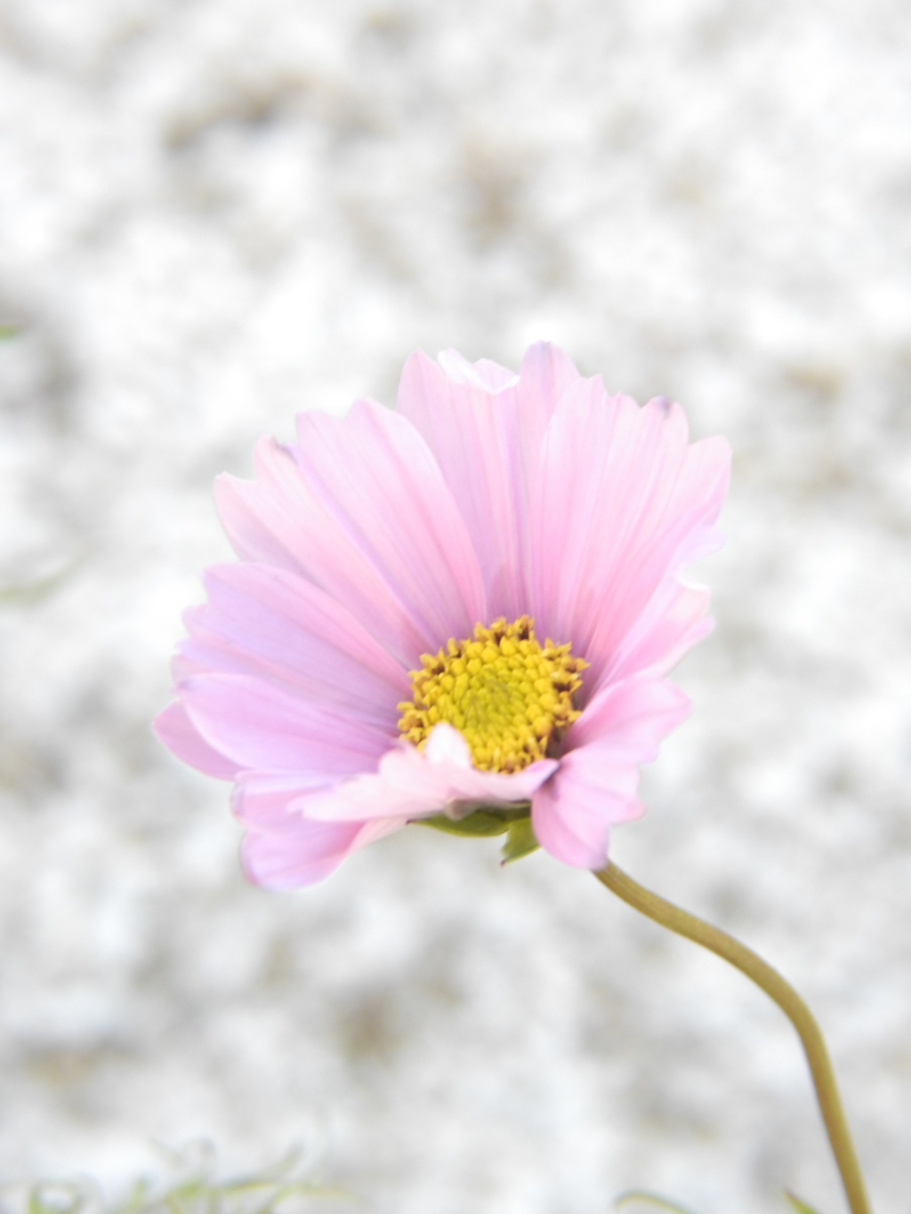 雪と秋桜