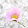 雪と秋桜