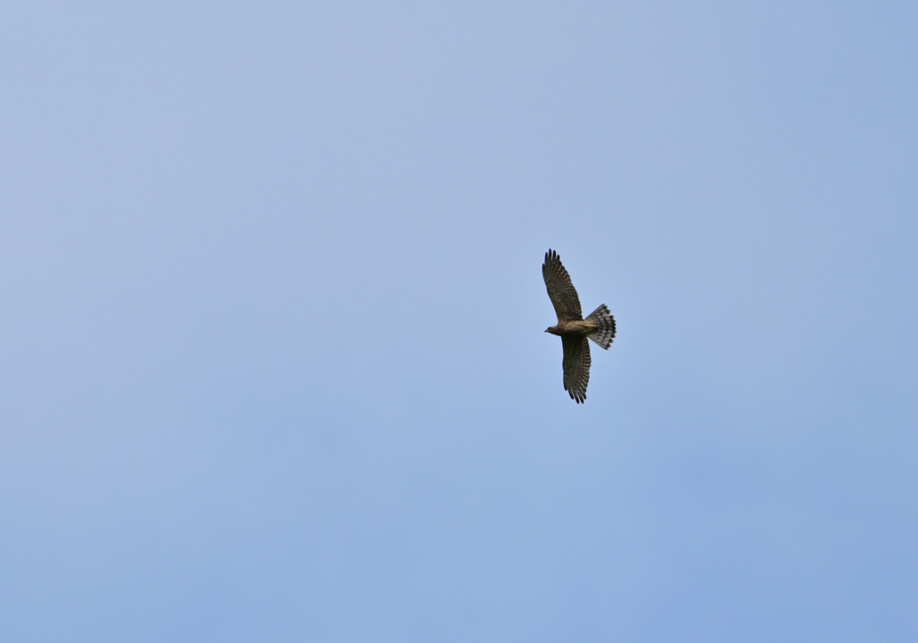 サシバ幼鳥