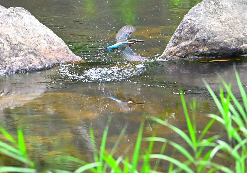 カワセミ　飛び出し