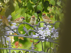 アガパンサスと雀