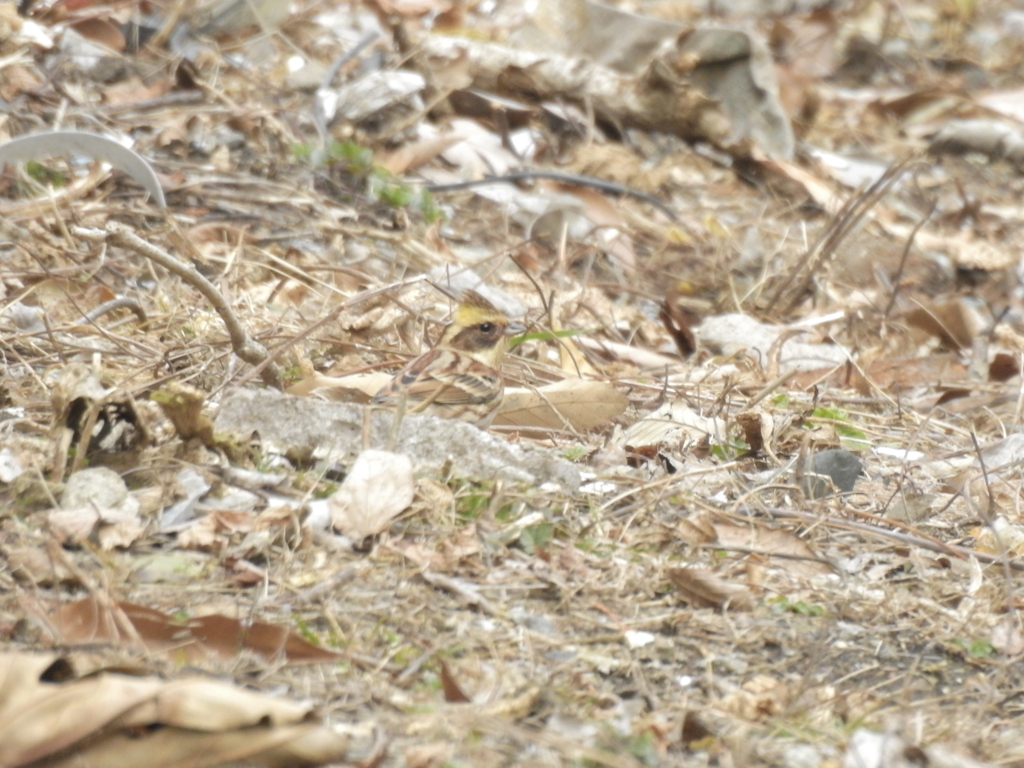 ミヤマホオジロ？