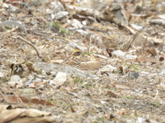 ミヤマホオジロ？