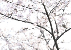 桜とちゅんちゅん