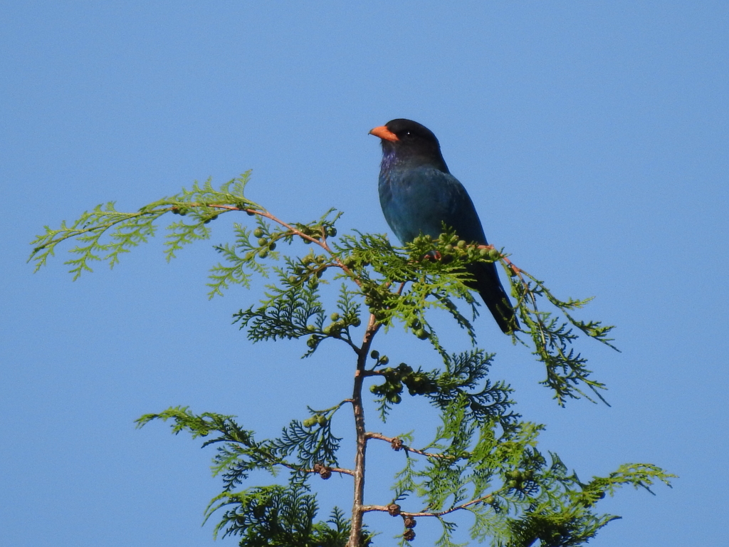 手持ちで撮れました