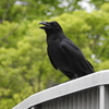 ハシブトカラス