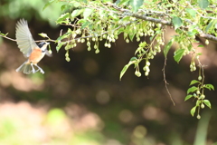 ヤマガラとエゴノキ