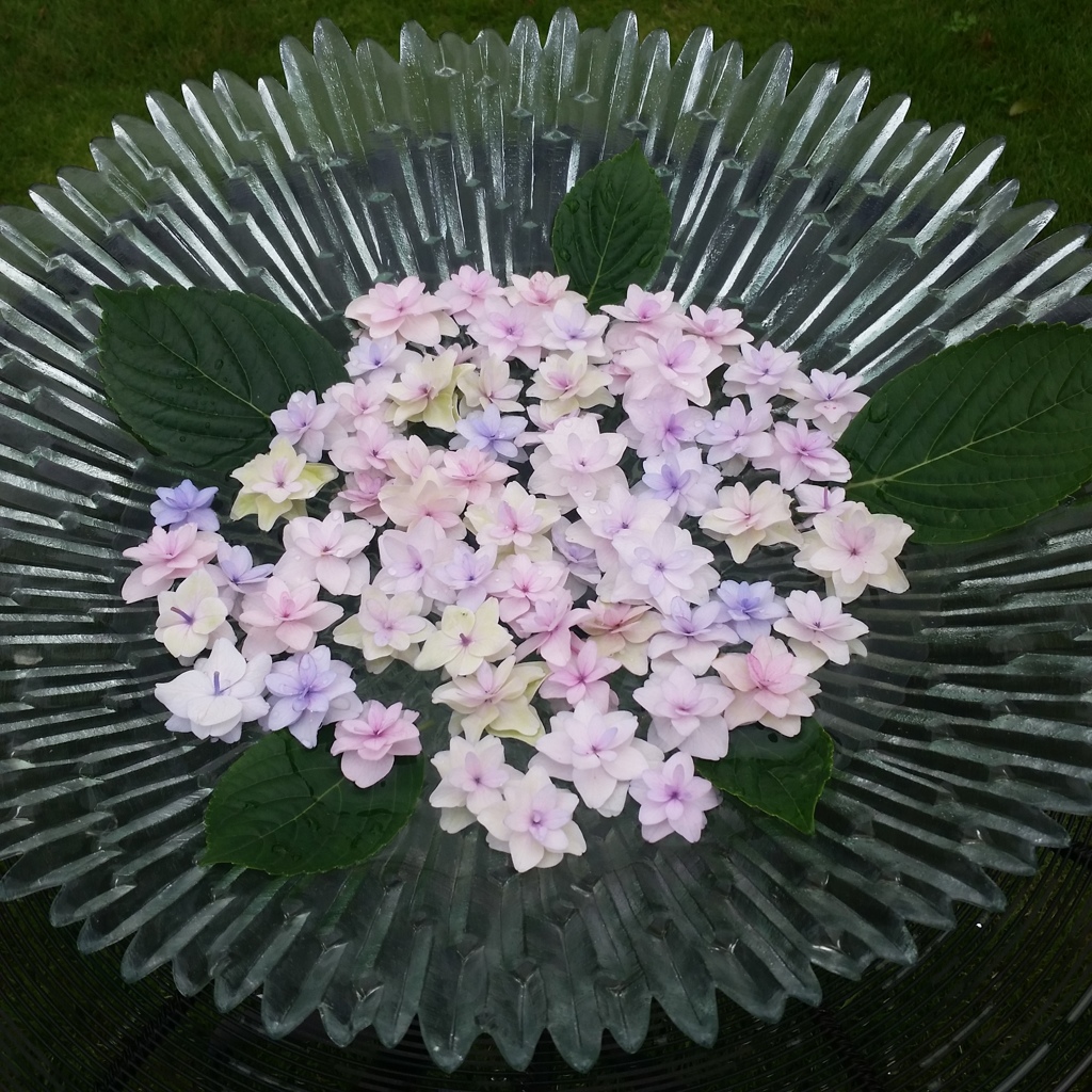 紫陽花　ガラス花器
