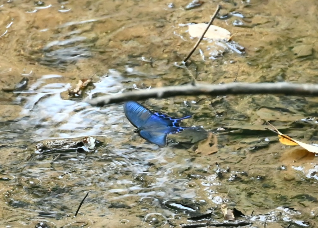 アゲハ蝶