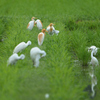 アマサギ三景