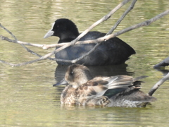 オオバントオカヨシガモ