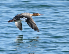 ウミアイサ　海秋沙