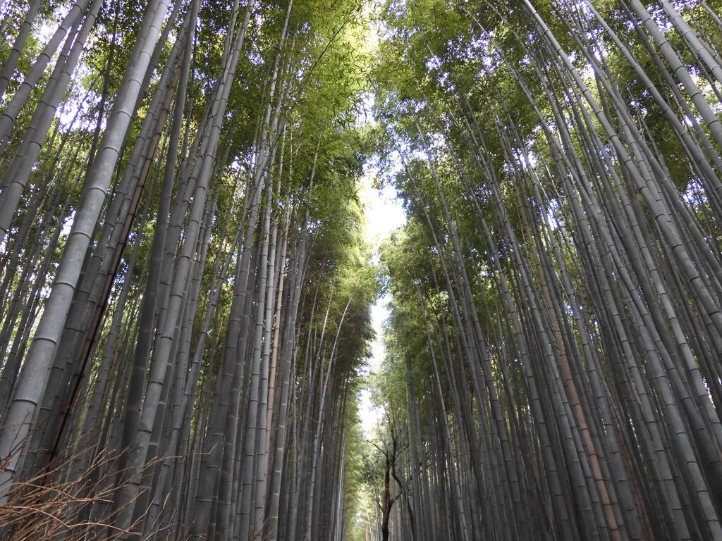 嵐山　竹林