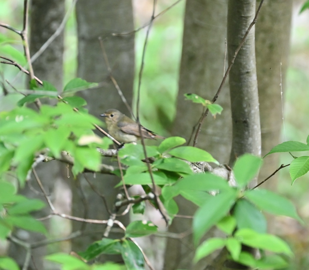今日の一番乗り