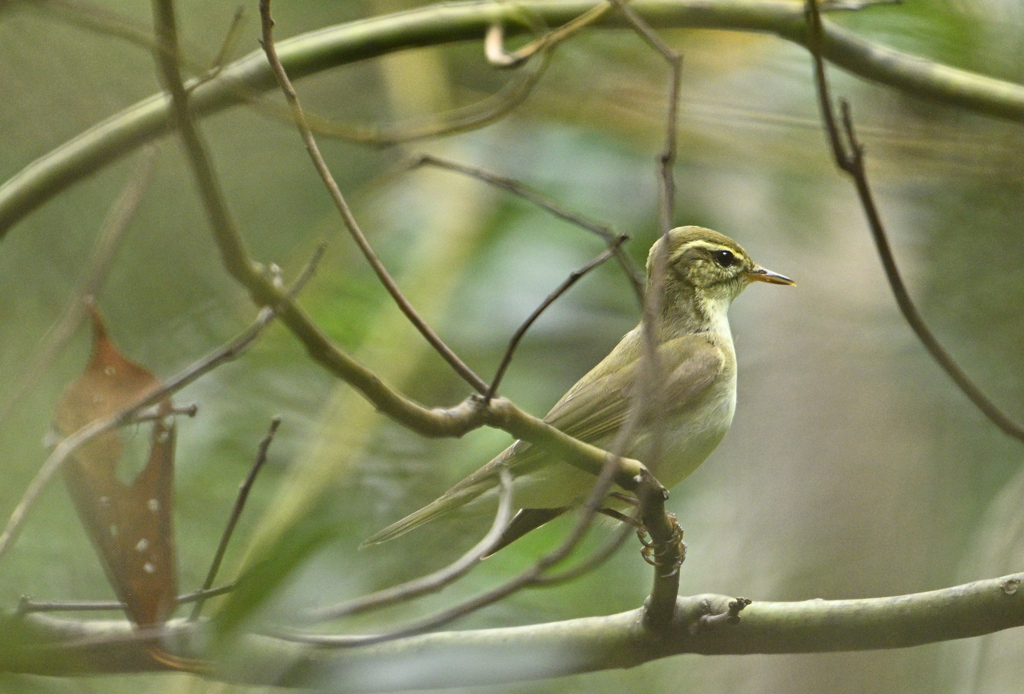ほっぺの線が気になる！