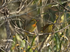 相思鳥