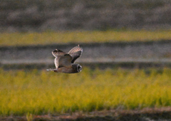 暗めにレタッチ