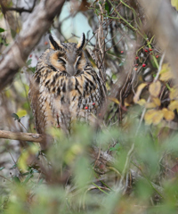 トラフズク　雌