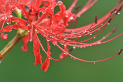 曼珠沙華