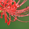 曼珠沙華