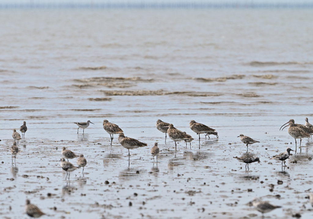 チュウシャクかダイシャク？